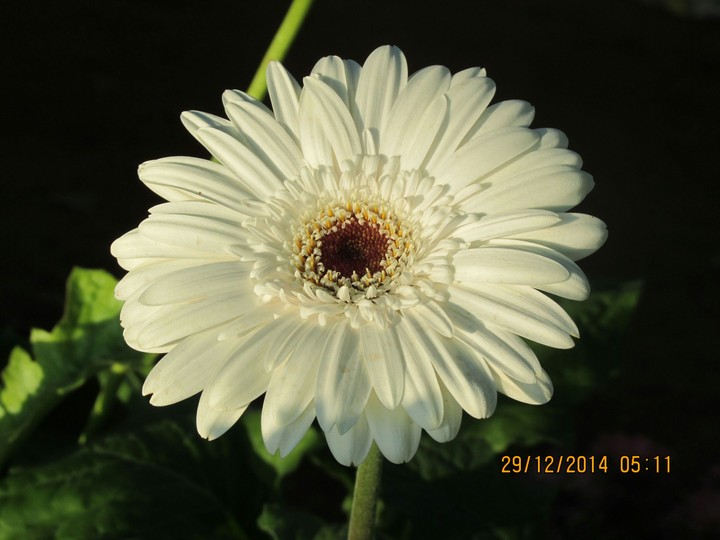 oxeye daisy