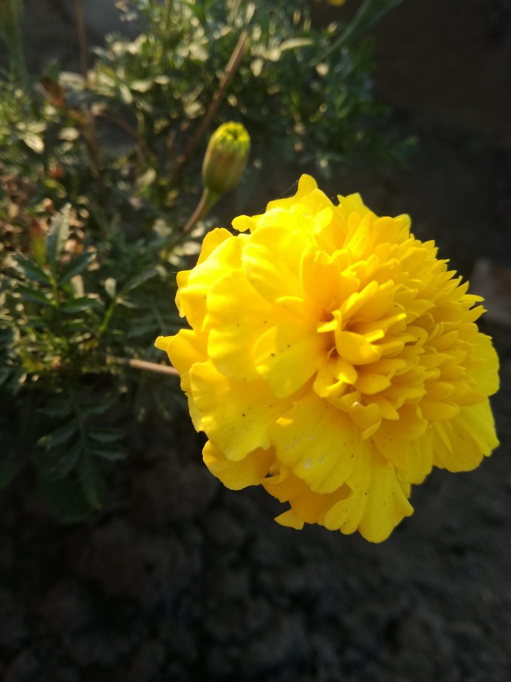 flover #2