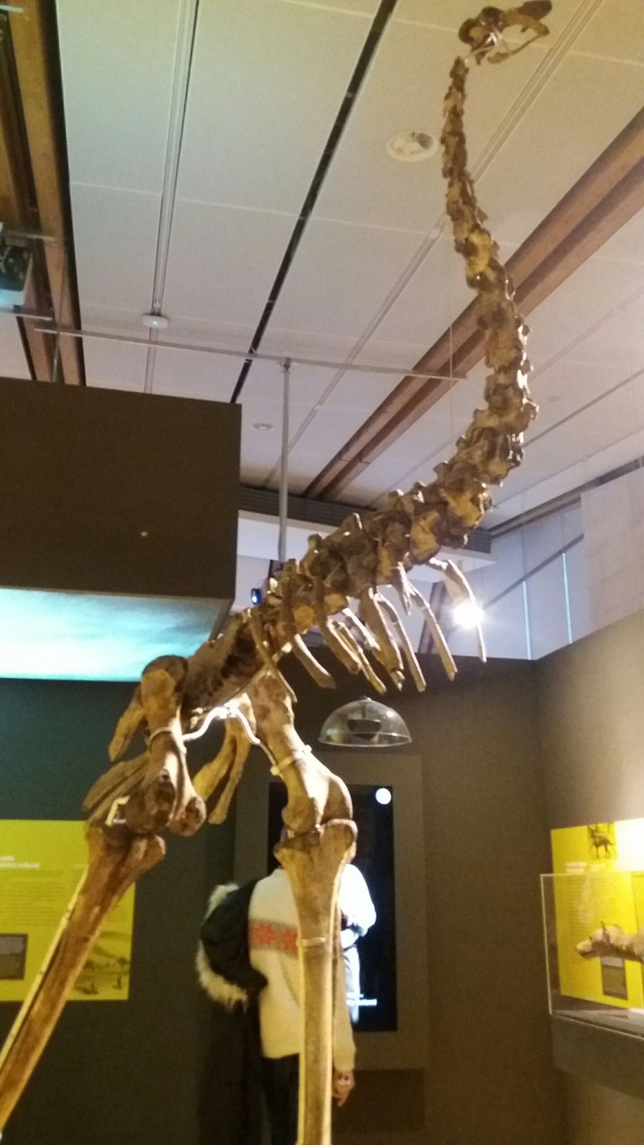 Fossil