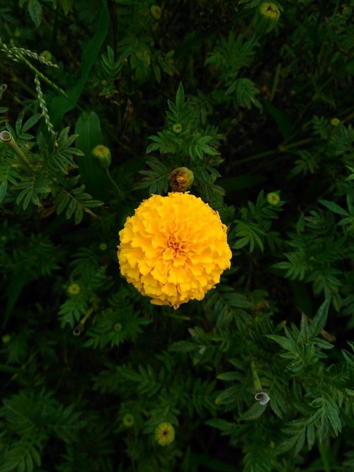 Yellow marigold