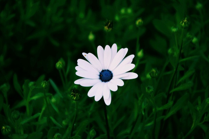 Nature