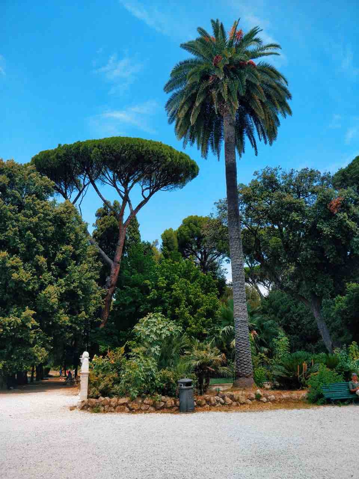 palm