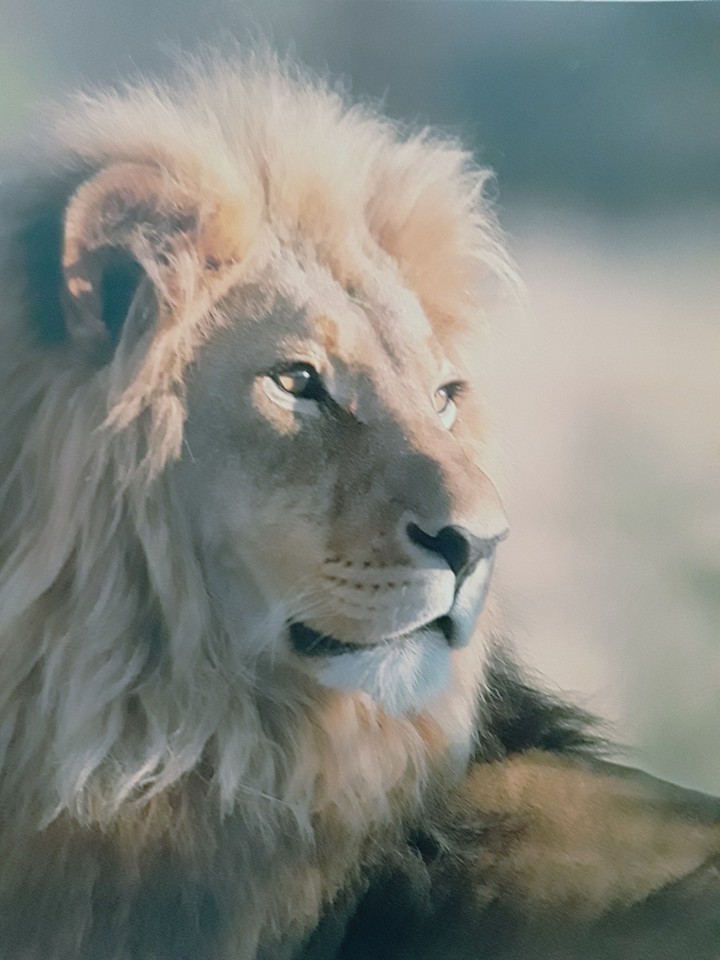 león