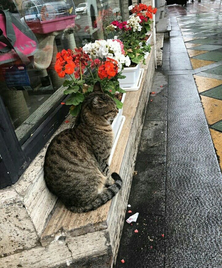 گربه