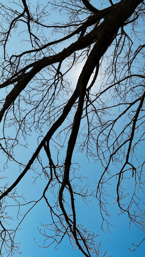 sky, twig वॉलपेपर