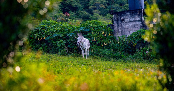 fonds d'écran wildlife, pasture