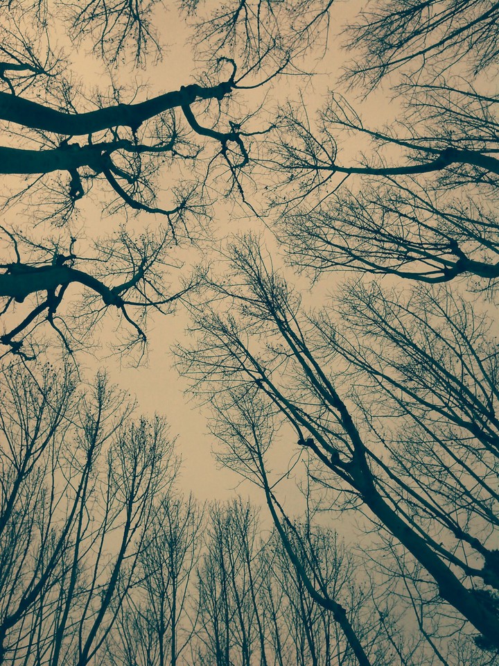 wood