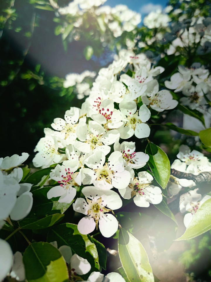 Apple blossom