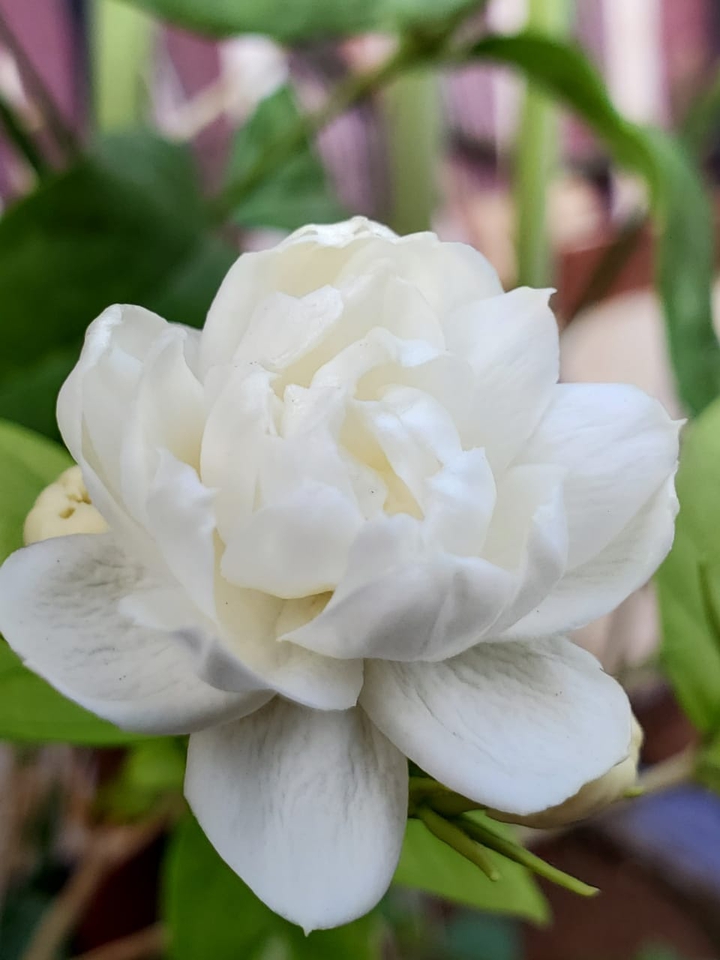 jasmine