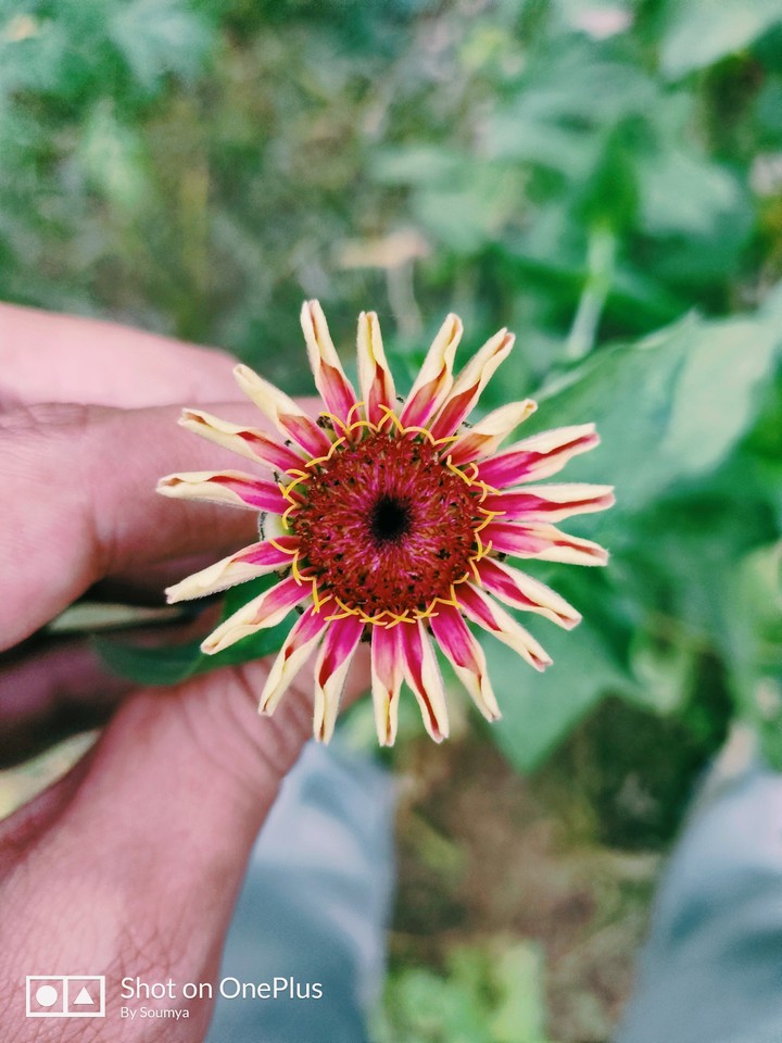 One little flower