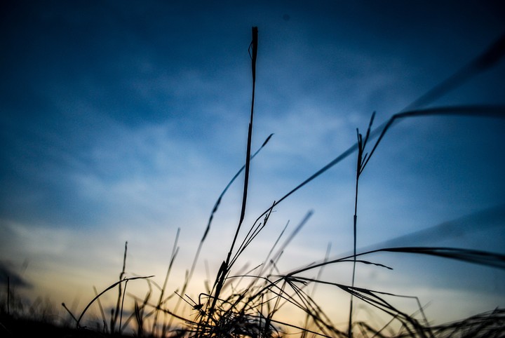 Dry Grass