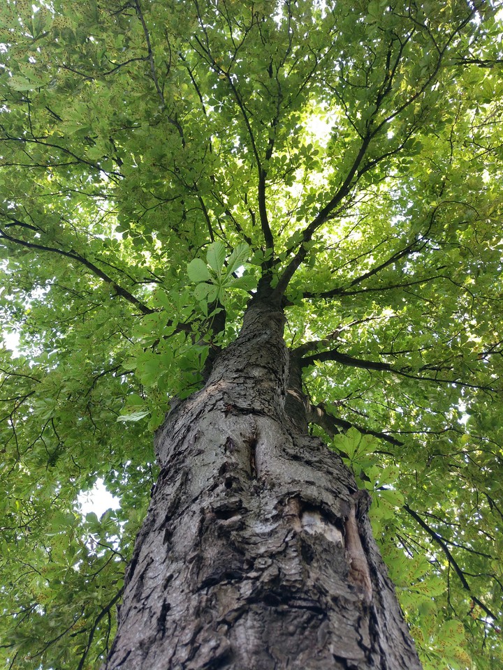 tree is nature.  beauty is green