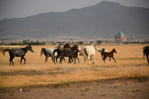 horses