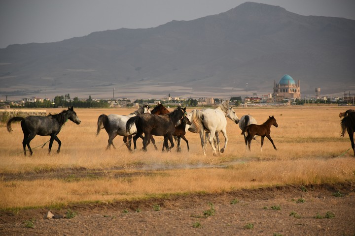 horses