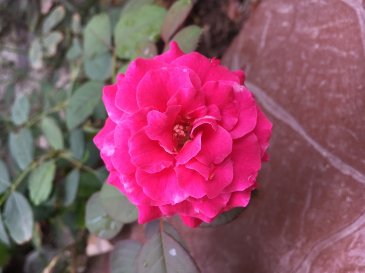 pink rose