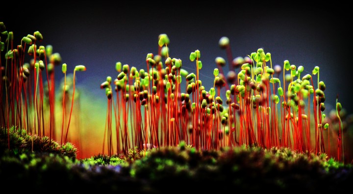 macro