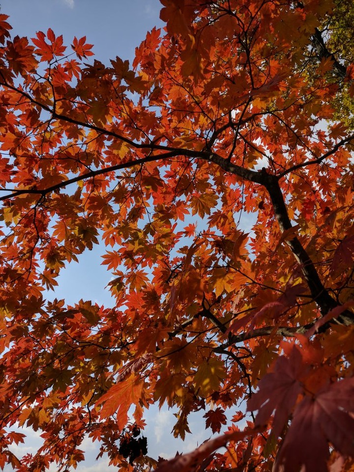 Maple