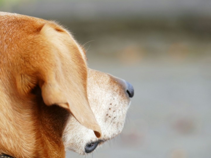dog
