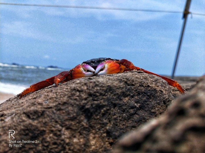 photogenic crab?