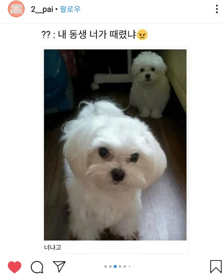 Maltese