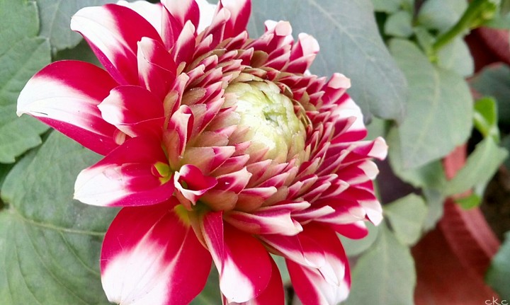 flower
