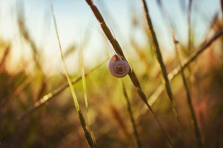 Snail