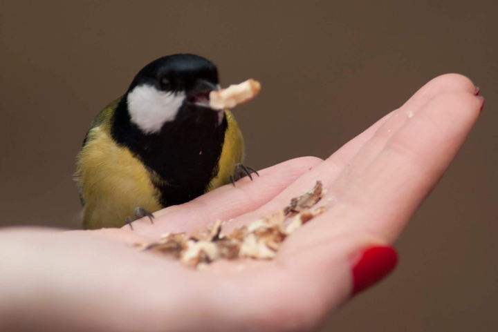 bird