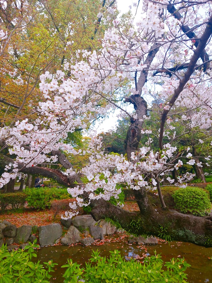 桜