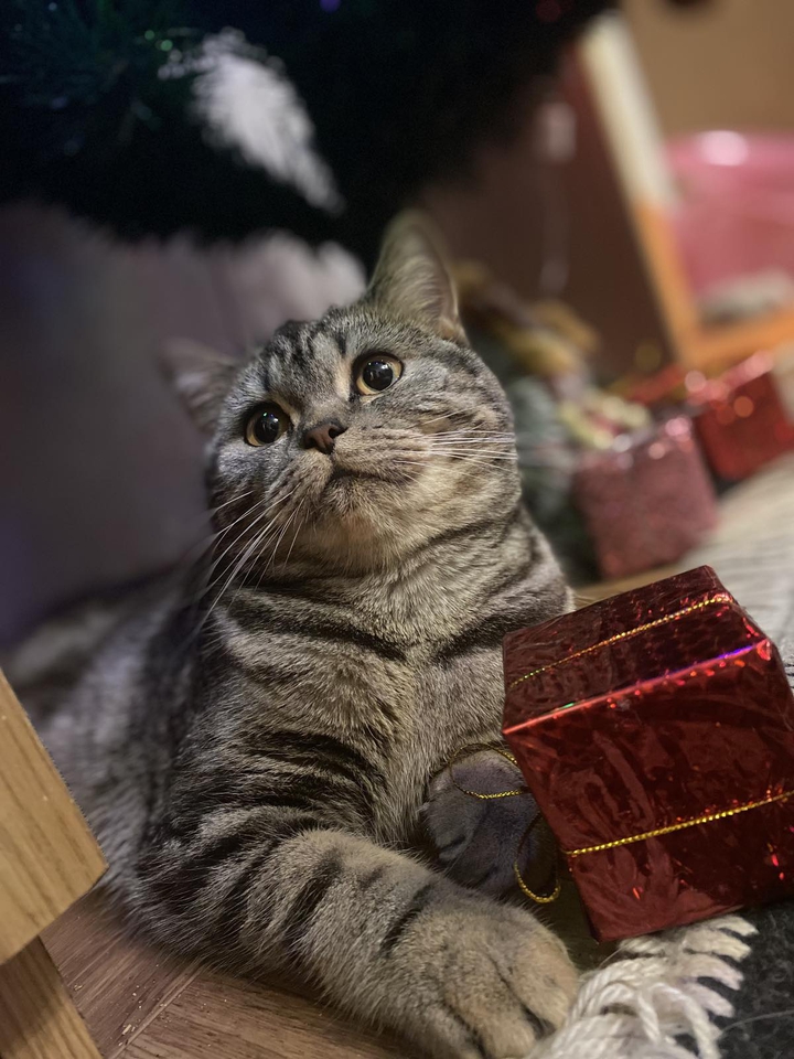 Кошечка