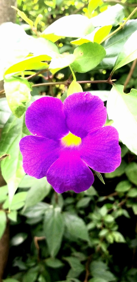 tapety groundcover, flower