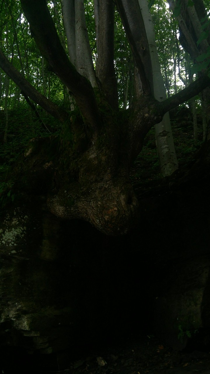 tree