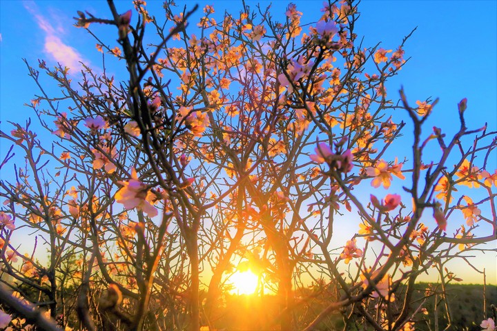 Sunburst
