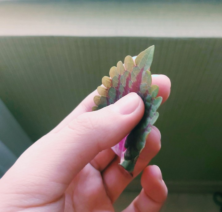 leaf