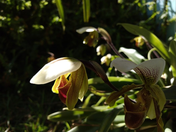 Orquídea 2