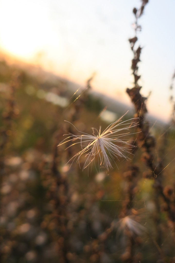 blowball