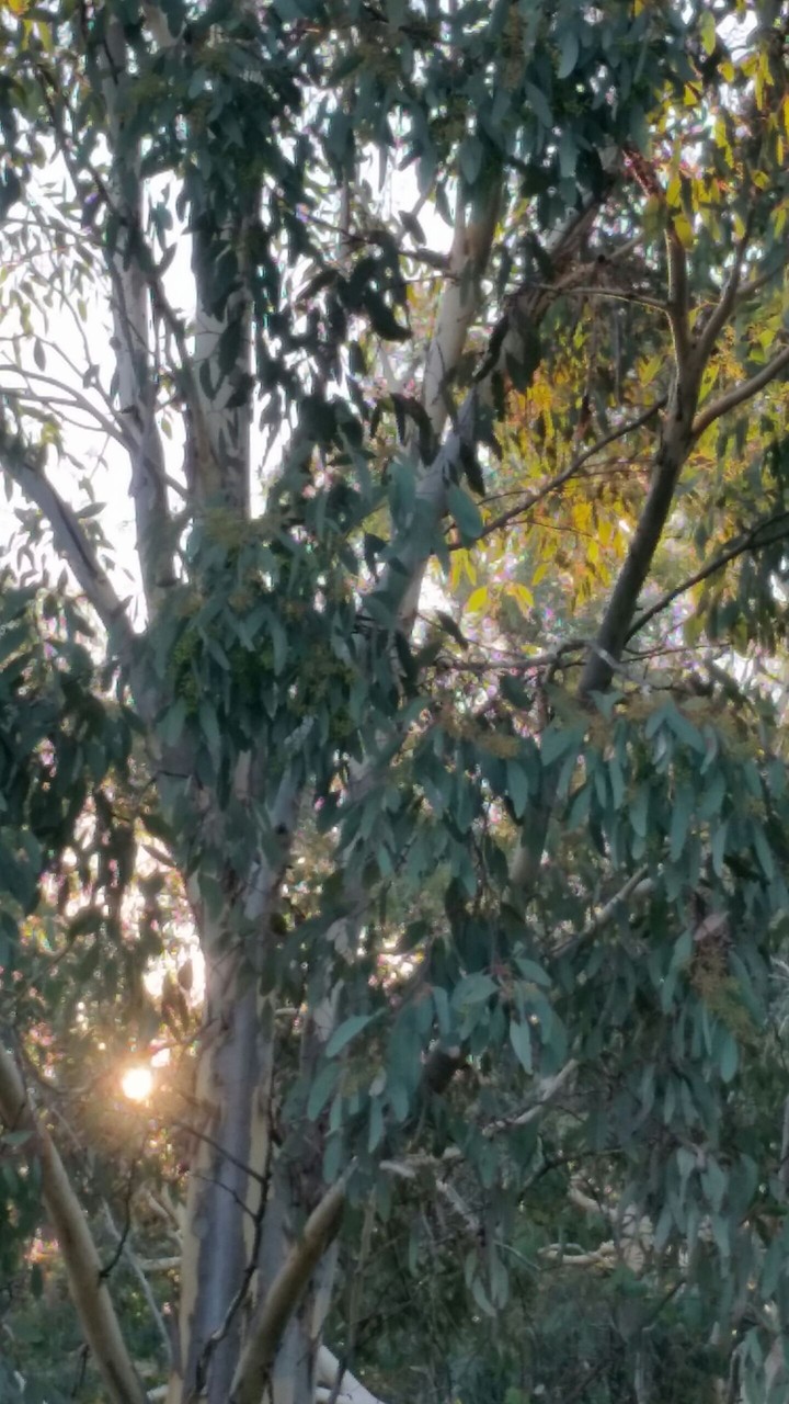 eucalypt sunset 2