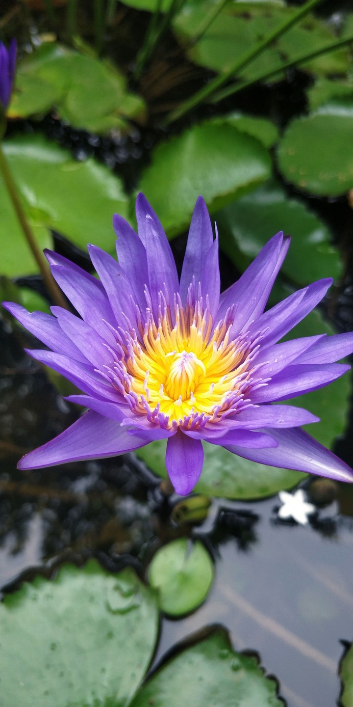 Blue Lotus