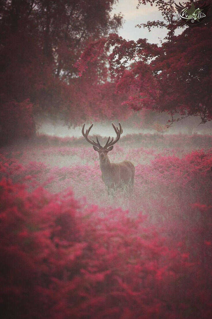 Natural