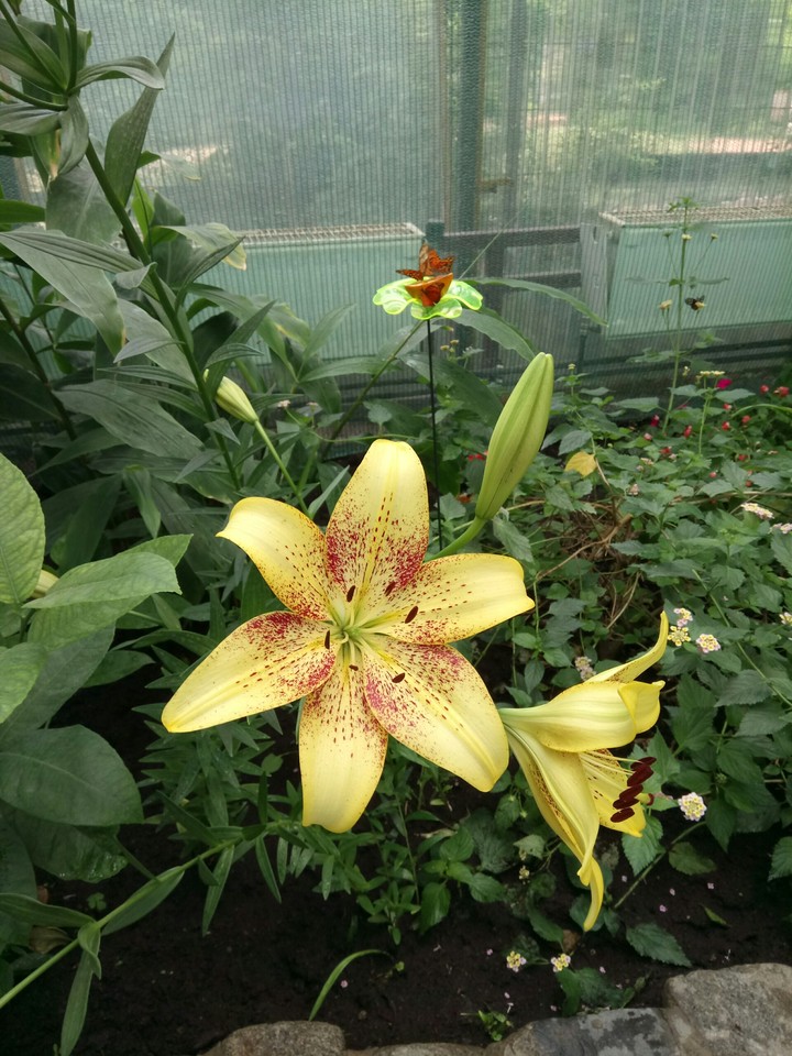 flower