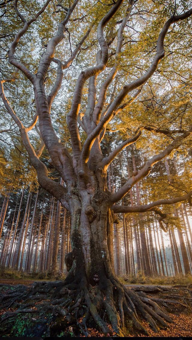 Tree's