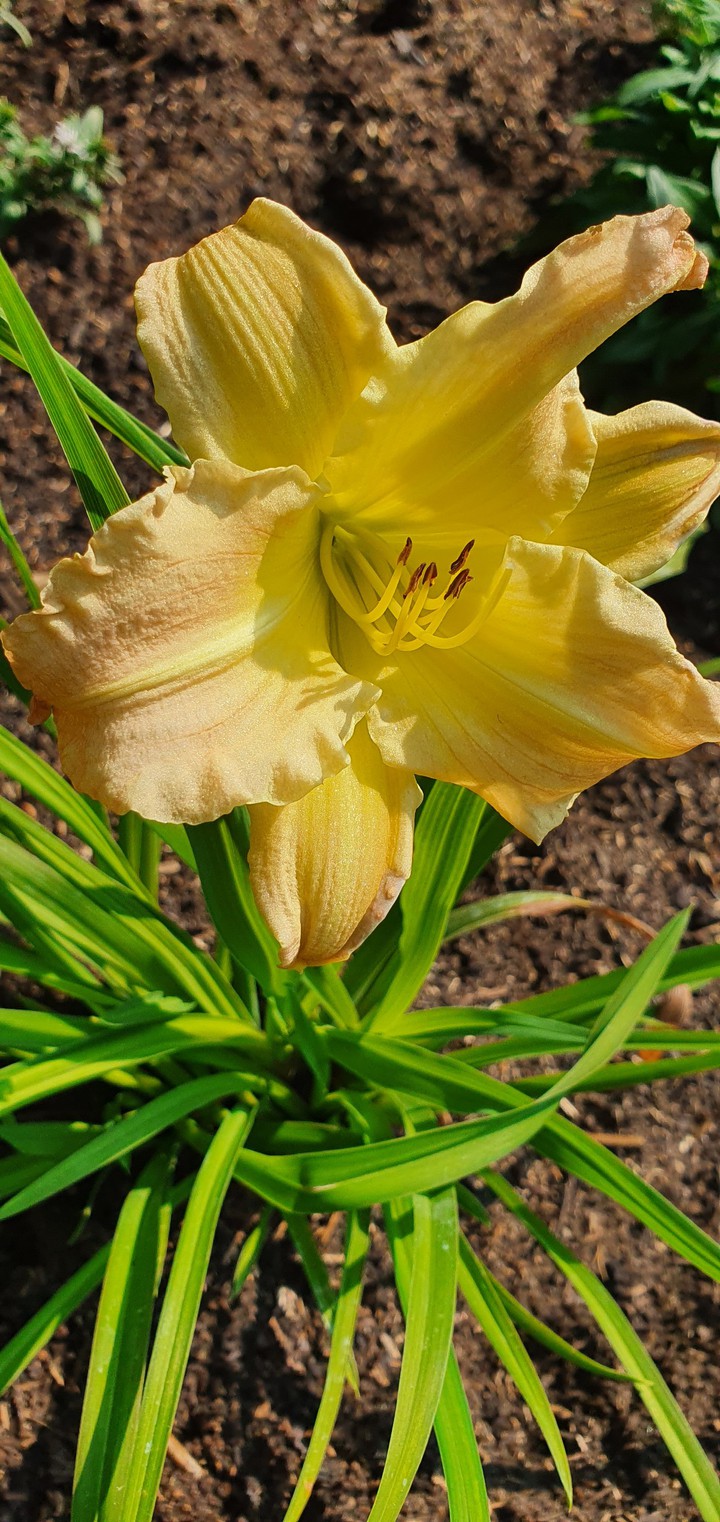 Welcome to my Garden #3
