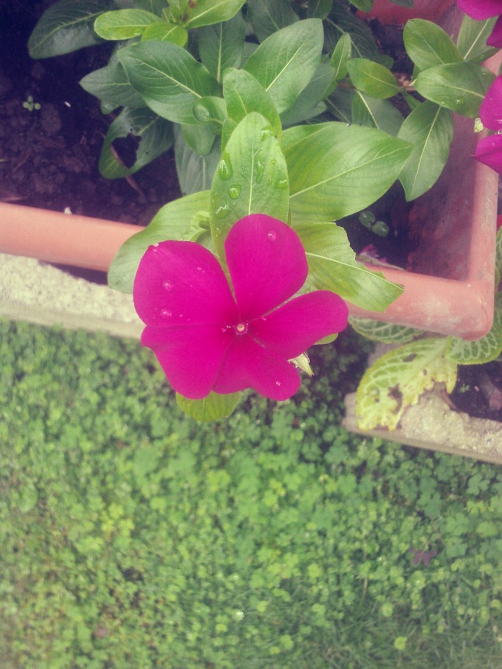 flor