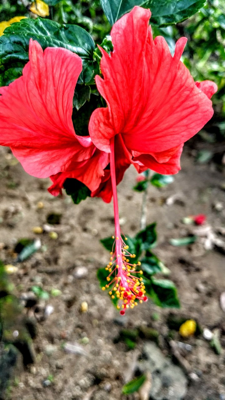Hebiscus