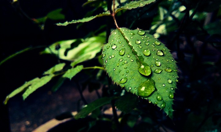 dew drops