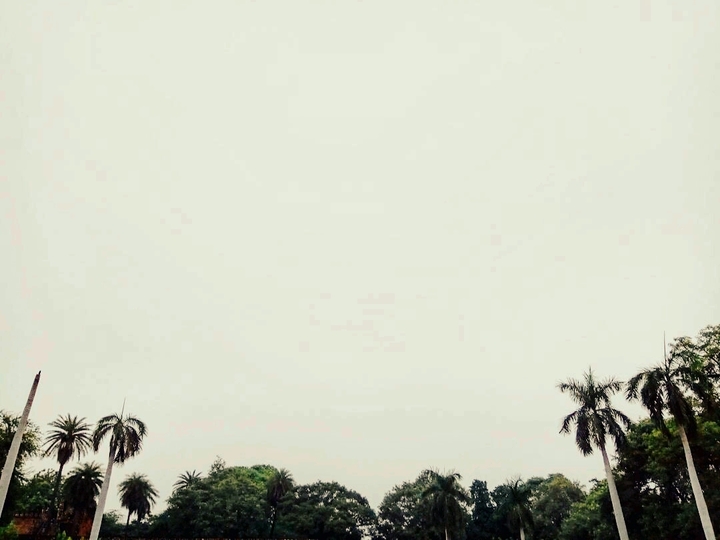 Monsoon vibes trees symmetry