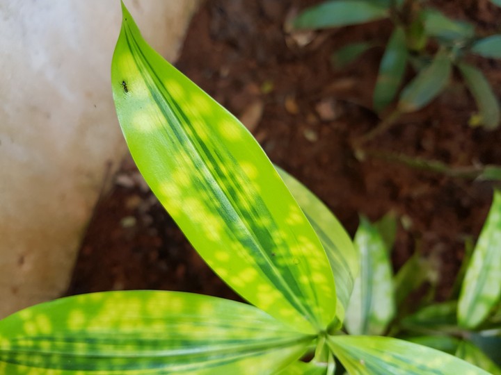Leaf with Ant