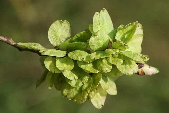 leaf