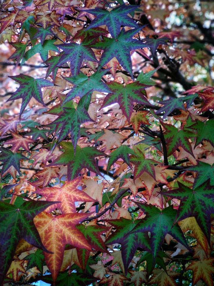 Autumn colours