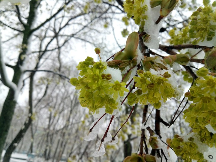 maple in snow