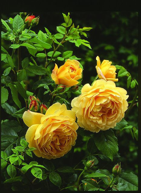 Flowers
